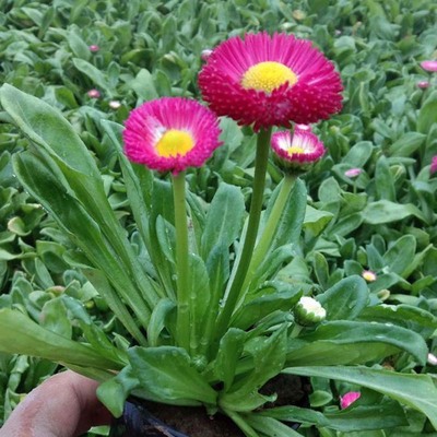 鄢陵雏菊批发 种植基地直供，品质与价格的双重保障