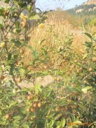 日照市甲子山茶业花卉苗木优选指南 高品质种子与种苗推荐