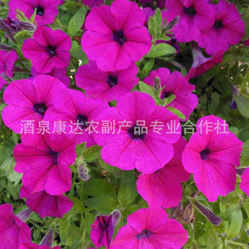 矮牵牛与牵牛花种子 为您打造缤纷花园的最佳选择