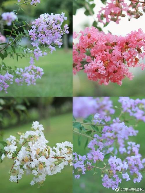 花卉种植指南 从新手到绿手指的完全教程